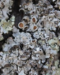 Parmelina carporrhizans