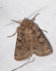 Amphipyra effusa