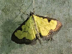 Ategumia