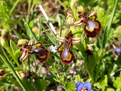 Ophrys speculum