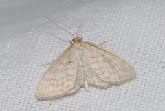 Idaea macilentaria