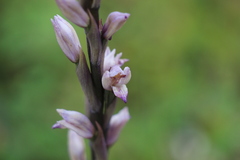 Limodorum trabutianum