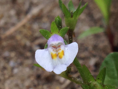 Mazus pumilus