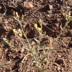Mentzelia multiflora