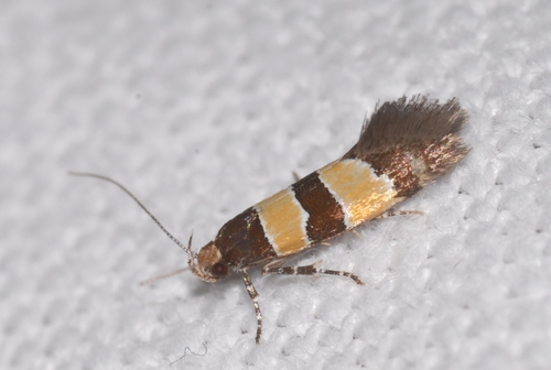 Goidanichiana jourdheuillella