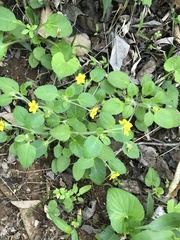 Chrysogonum