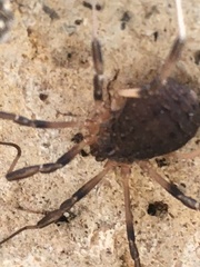 Eumesosoma
