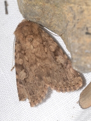Amphipyra effusa