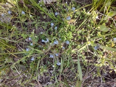 Myosotis stricta