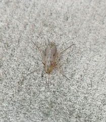 Nematocera