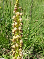 Orchis anthropophora