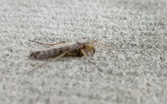 Nematocera