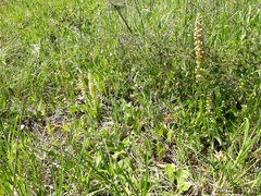 Orchis anthropophora