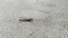 Nematocera