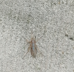 Nematocera