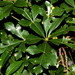 Cussonia zuluensis - Photo (c) Ricky Taylor, algunos derechos reservados (CC BY-NC), subido por Ricky Taylor