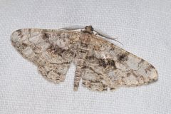 Peribatodes umbraria