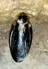 Blaberus craniifer