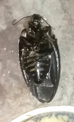 Blaberus craniifer