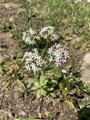 Valerianella longiflora
