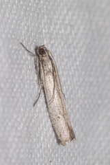 Homoeosoma nebulella