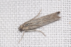 Homoeosoma nebulella