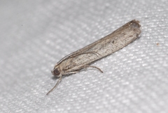 Homoeosoma nebulella