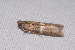 Elegia similella