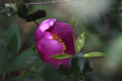 Paeonia broteri