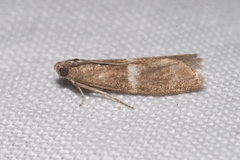Elegia similella