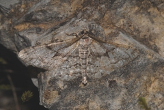 Peribatodes umbraria