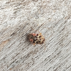Tropidosteptes