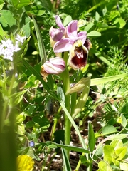 Ophrys tenthredinifera
