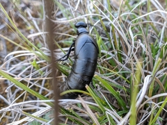 Berberomeloe tenebrosus