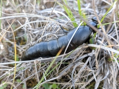 Berberomeloe tenebrosus