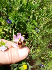 Ophrys tenthredinifera