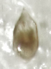 Ptiliodes posticalis