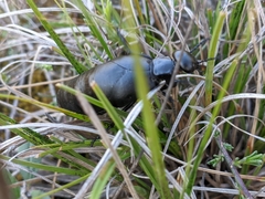 Berberomeloe tenebrosus