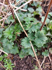 Leonurus quinquelobatus