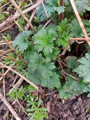 Leonurus quinquelobatus