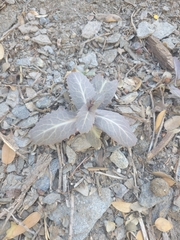 Caulanthus amplexicaulis