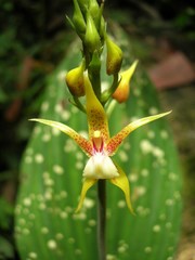 Plocoglottis plicata