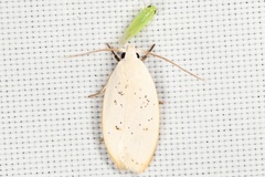 Durrantia piperatella