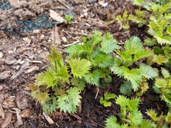 Urtica dioica