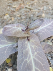 Caulanthus amplexicaulis