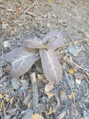 Caulanthus amplexicaulis