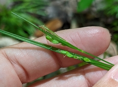 Carex gracilescens