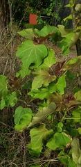 Jatropha curcas