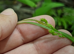 Carex gracilescens