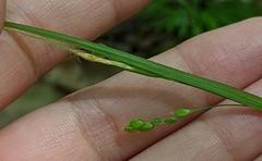 Carex gracilescens
